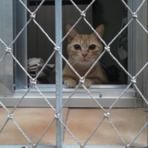 Rede e telas de proteção para gatos