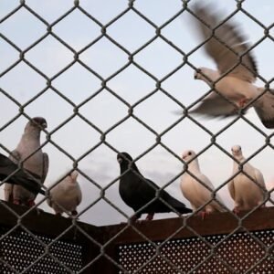 Rede de Proteção para Pombos